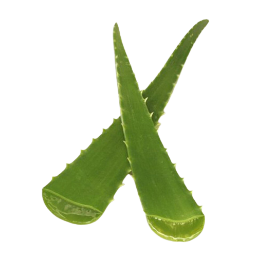 Branche d'Aloe Vera